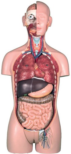 Anatomický model - torzo dvojpohlavné s otvoreným chrbtom , skladá sa z 27 častí
